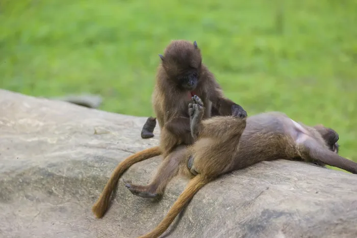 Framed Print : Two young Gelada (Theropithecus gelada)