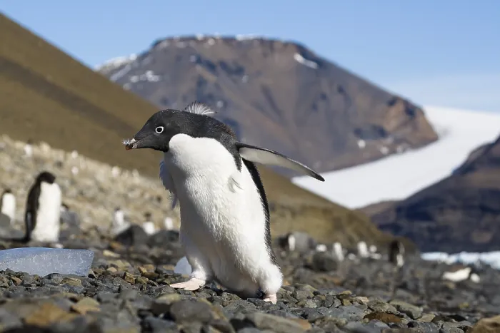Framed Print : Young Gentoo Penguin (Pygoscelis papua)