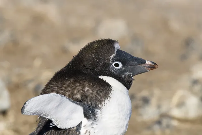 Framed Print : Young Gentoo Penguin (Pygoscelis papua)