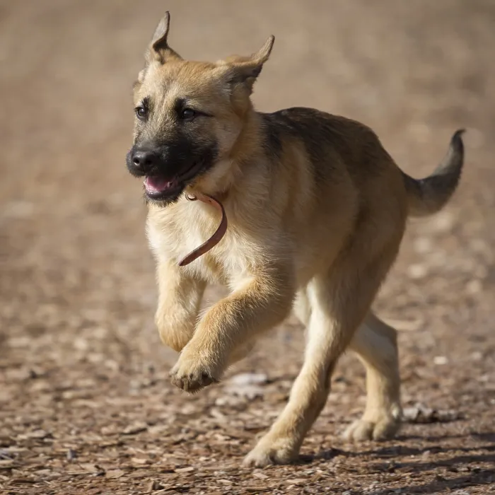 Framed Print : A young German shepherd puppy is looking forward to his life Framed Print : A young German shepherd puppy is looking forward to his life