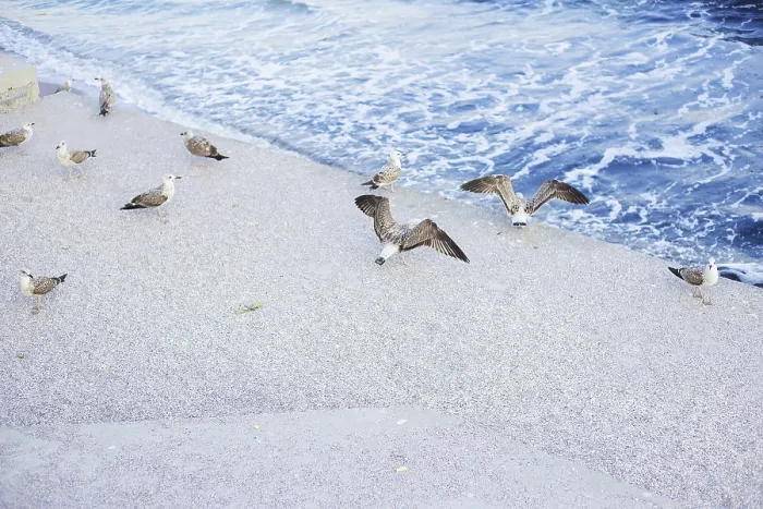 Framed Print : A young girl is feeding a flock of seagulls Framed Print : A young girl is feeding a flock of seagulls