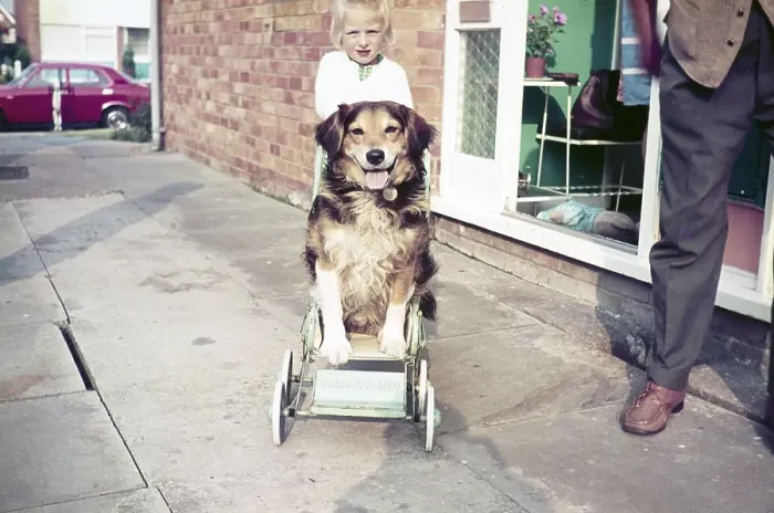 Framed Print : Young girl pushing her dog in a Comfifolda pram from the 1970s, Great Britain Framed Print : Young girl pushing her dog in a Comfifolda pram from the 1970s, Great Britain