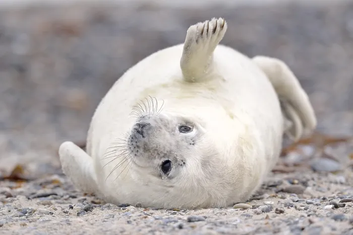 Framed Print : Young gray seal (Halichoerus grypus) on the beach