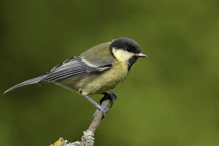 Framed Print : Young great tit Framed Print : Young great tit