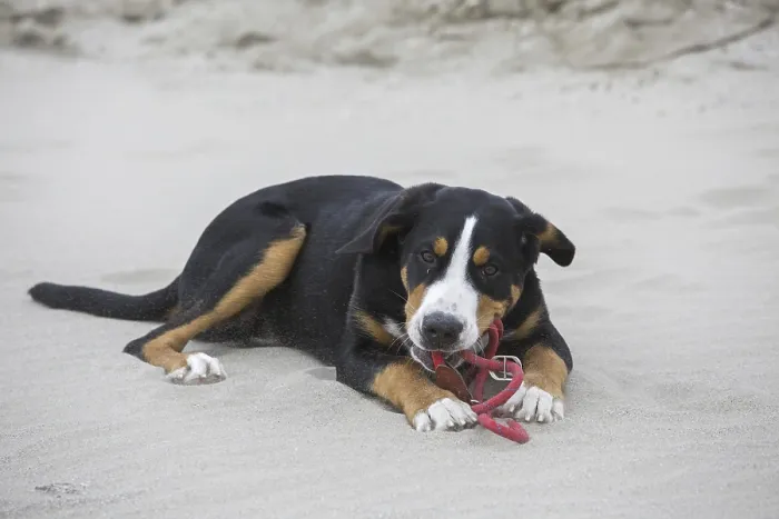 Framed Print : Young Greater Swiss Mountain Dog