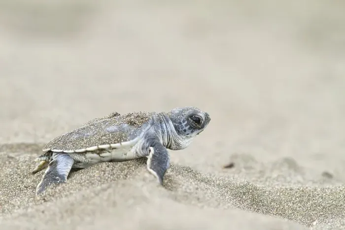Framed Print : Young green sea turtle (Chelonia mydas) on the beach after hatching