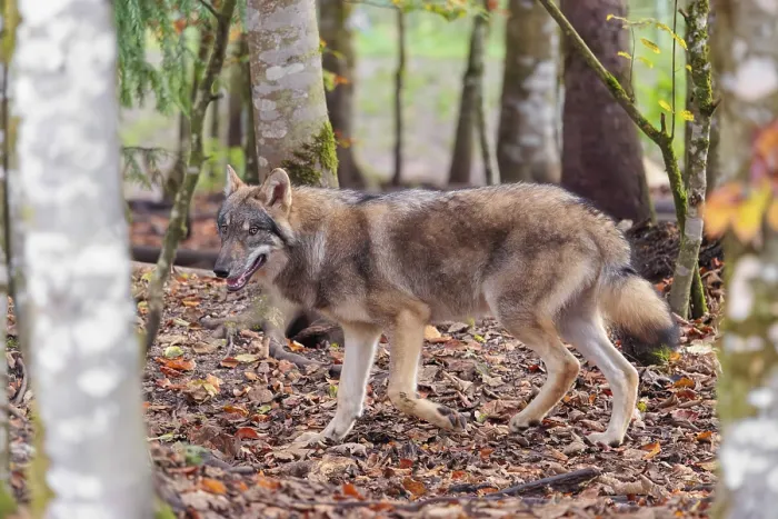 Framed Print : A young grey wolf (Canis lupus lupus) runs through the forest on an overcast day