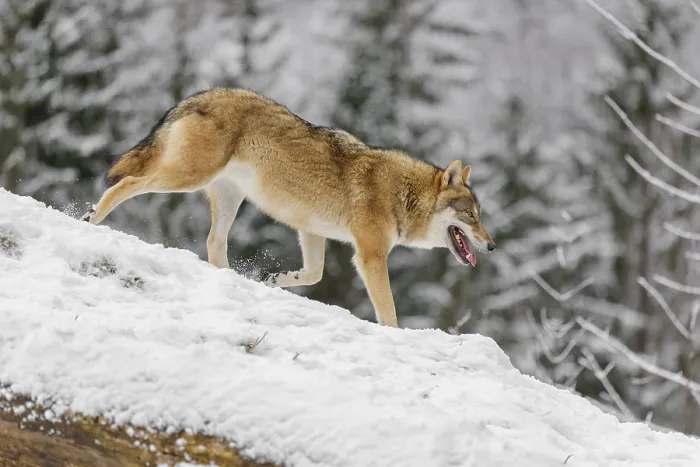 Framed Print : A young grey wolf (Canis lupus lupus) runs across the sloping