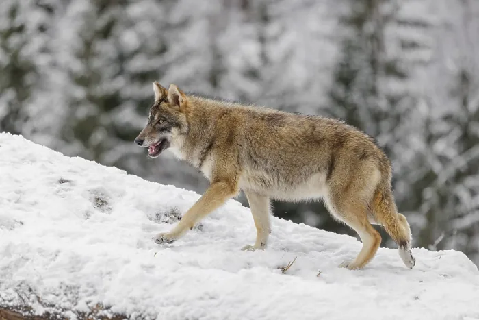 Framed Print : A young grey wolf (Canis lupus lupus) runs across the sloping