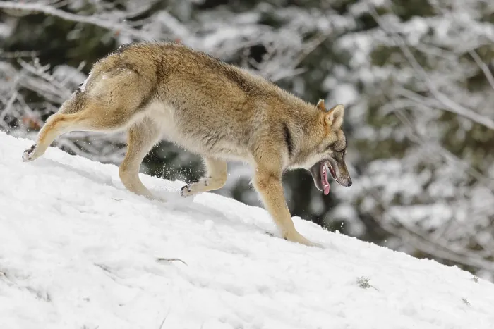 Framed Print : A young grey wolf (Canis lupus lupus) runs across the sloping