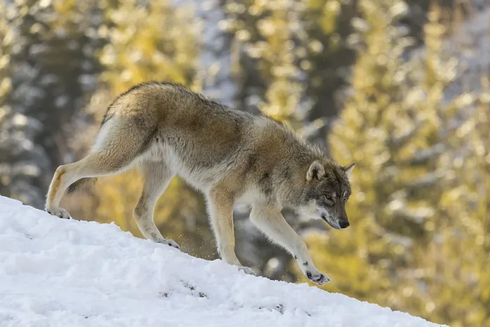 Framed Print : A young grey wolf (Canis lupus lupus) runs across the sloping Framed Print : A young grey wolf (Canis lupus lupus) runs across the sloping