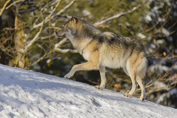 Framed Print : A young grey wolf (Canis lupus lupus) runs across the sloping