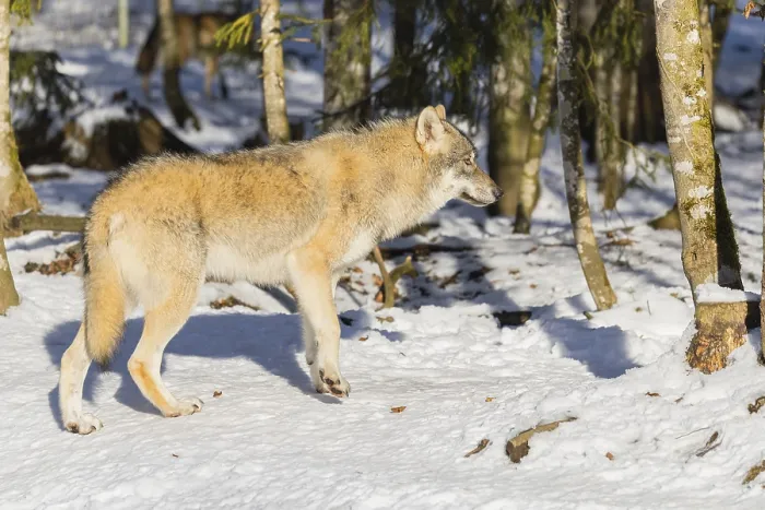 Framed Print : A young grey wolf (Canis lupus lupus) runs across the sloping