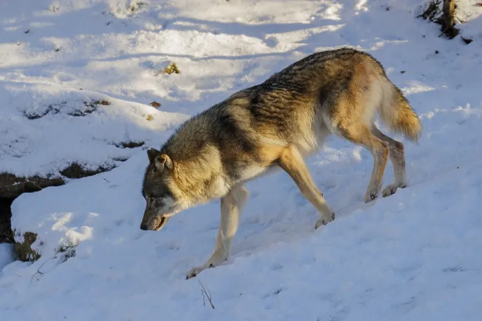 Framed Print : A young grey wolf (Canis lupus lupus) runs across a snow-covered meadow on a cold