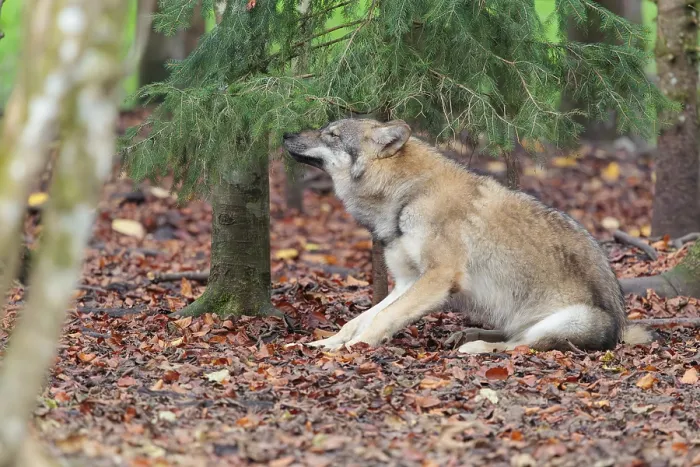 Framed Print : A young grey wolf (Canis lupus lupus) sits in the forest on an overcast day