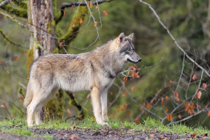 Framed Print : A young grey wolf (Canis lupus lupus) stands at the edge of the forest on a cloudy day and observes the surroundings Framed Print : A young grey wolf (Canis lupus lupus) stands at the edge of the forest on a cloudy day and observes the surroundings