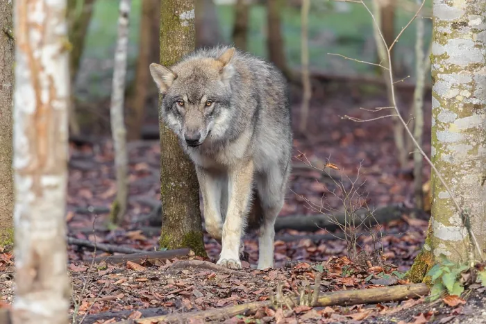 Framed Print : A young grey wolf (Canis lupus lupus) stands in the forest on an overcast day