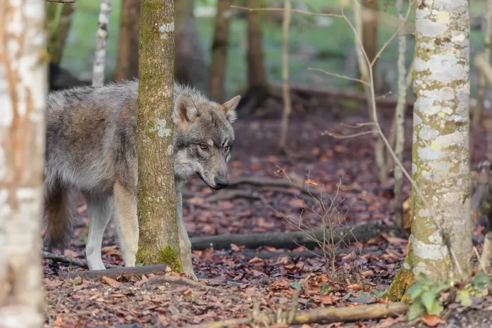 Framed Print : A young grey wolf (Canis lupus lupus) stands in the forest on an overcast day