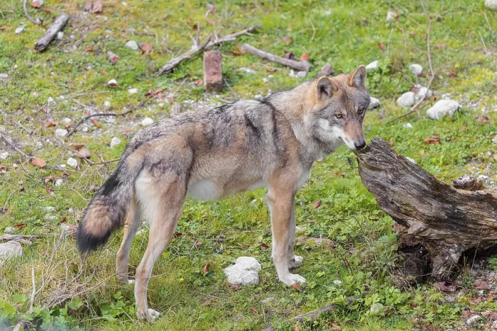 Framed Print : A young grey wolf (Canis lupus lupus) stands on a green meadow and sniffs on a root of a dead tree