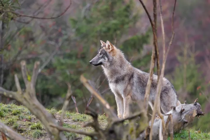 Framed Print : A young grey wolf (Canis lupus lupus) stands in a meadow behind a dead tree on a hill
