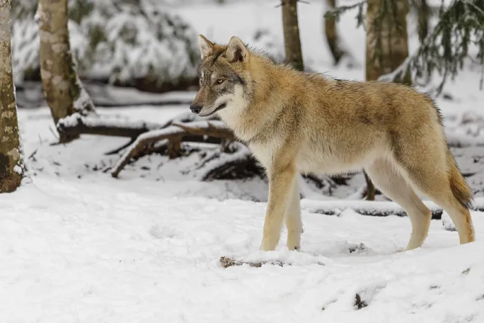 Framed Print : A young grey wolf (Canis lupus lupus) stands on the snow-covered forest floor on a cold Framed Print : A young grey wolf (Canis lupus lupus) stands on the snow-covered forest floor on a cold