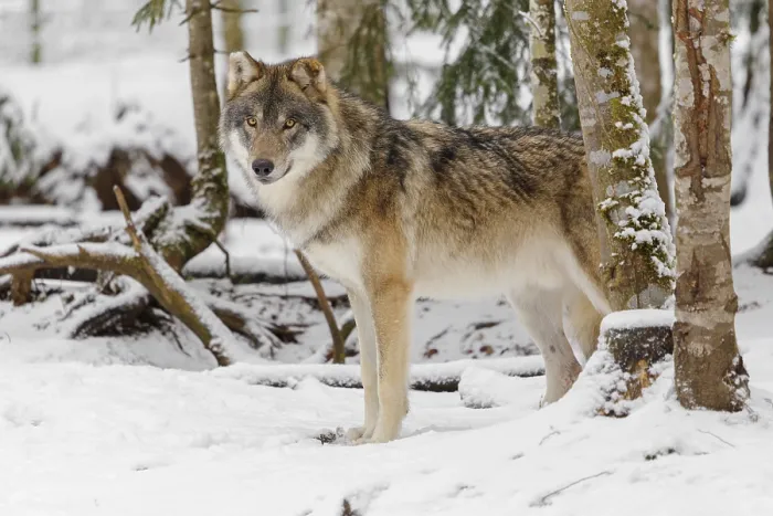 Framed Print : A young grey wolf (Canis lupus lupus) stands on the snow-covered forest floor on a cold