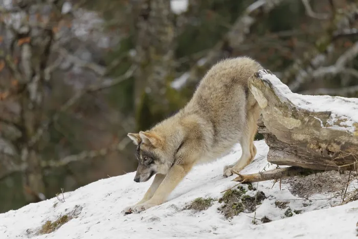 Framed Print : A young grey wolf (Canis lupus lupus) stretches out on the sloping