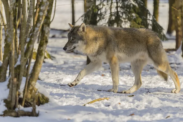 Framed Print : A young grey wolf (Canis lupus lupus) walks across the snowy forest floor on a cold