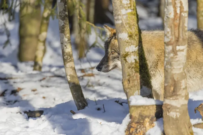Framed Print : A young grey wolf (Canis lupus lupus) walks across the snowy forest floor on a cold Framed Print : A young grey wolf (Canis lupus lupus) walks across the snowy forest floor on a cold