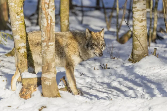 Framed Print : A young grey wolf (Canis lupus lupus) walks across the snowy forest floor on a cold Framed Print : A young grey wolf (Canis lupus lupus) walks across the snowy forest floor on a cold