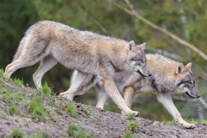Framed Print : Two young grey wolves (Canis lupus lupus) run across the sloping meadow of a hill