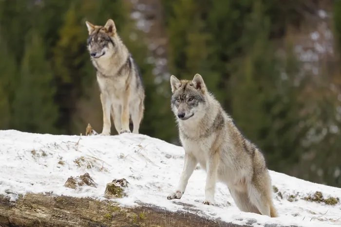 Framed Print : Two young grey wolves (Canis lupus lupus) stand on a snow-covered hill behind a fallen tree on a cold Framed Print : Two young grey wolves (Canis lupus lupus) stand on a snow-covered hill behind a fallen tree on a cold