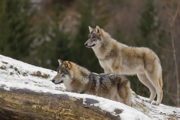 Framed Print : Two young grey wolves (Canis lupus lupus) stand on a snow-covered hill behind a fallen tree on a cold