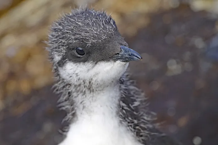 Framed Print : Young guillemot, cute, bird rock