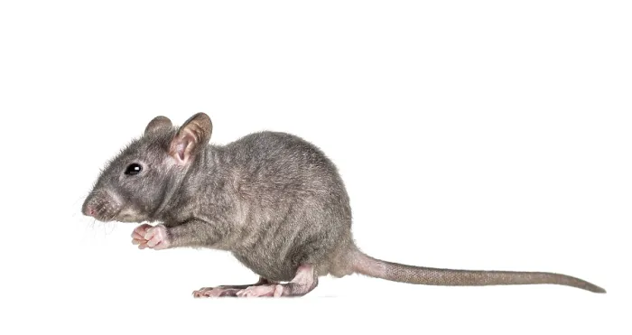 Framed Print : Young Hairless rat, isolated on white Framed Print : Young Hairless rat, isolated on white