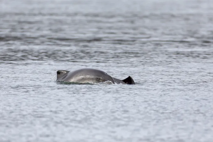 Framed Print : When the young Harbour porpoises (Phocoena phocoena) break the surface of the water