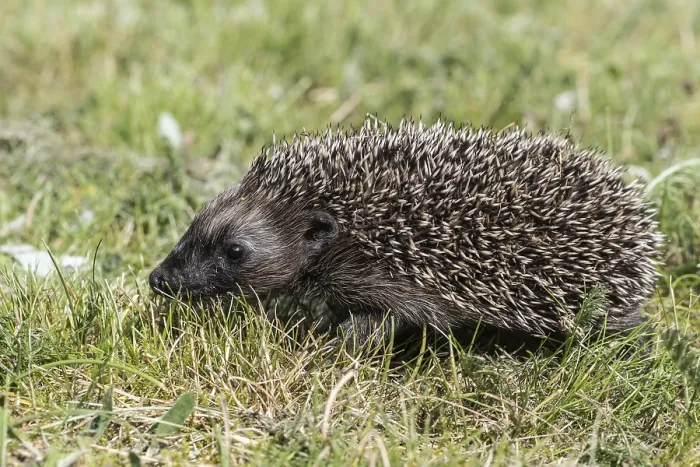 Framed Print : Young hedgehog (Erinaceus europaeus)