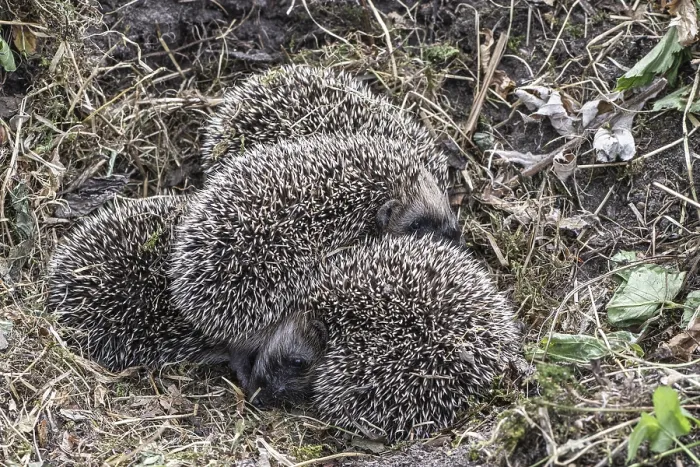 Framed Print : Young hedgehogs in a nest (Erinaceus europaeus)