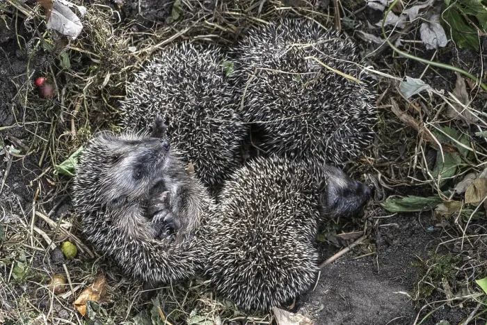 Framed Print : Young hedgehogs in a nest (Erinaceus europaeus)
