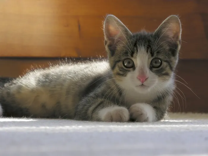 Framed Print : Young house kitten