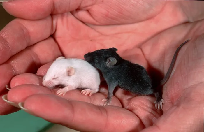 Framed Print : Young House Mice (Mus musculus) in hand