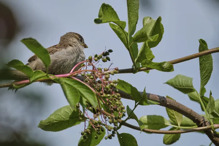 Framed Print : Young house sparrow (Passer domesticus)