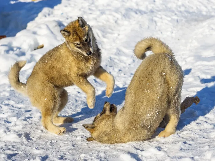 Framed Print : Two young husky playing, Tasiilaq Framed Print : Two young husky playing, Tasiilaq