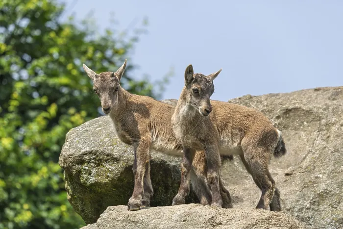 Framed Print : Two young ibex (Capra ibex) stand on a rock on a sunny