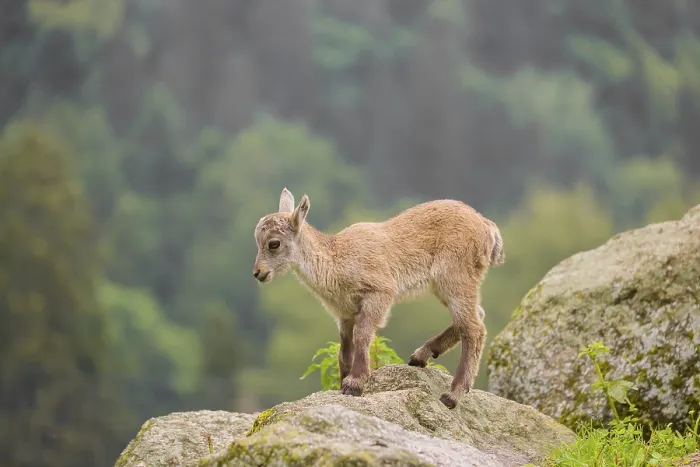 Framed Print : A young ibex (Capra ibex) stands on a rock Framed Print : A young ibex (Capra ibex) stands on a rock