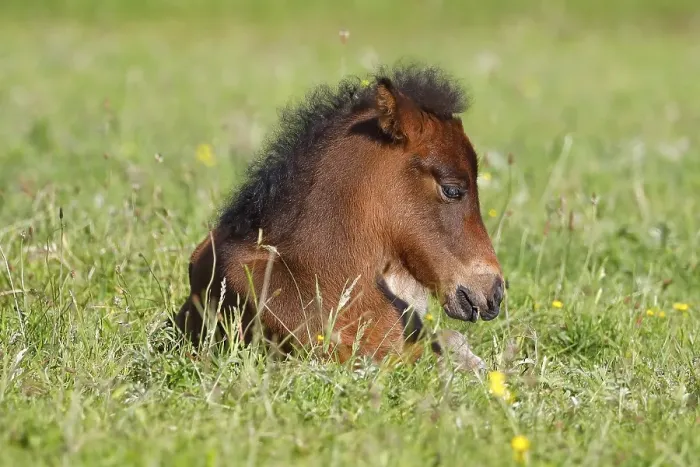 Framed Print : Young Icelandic horse (Equus islandicus)
