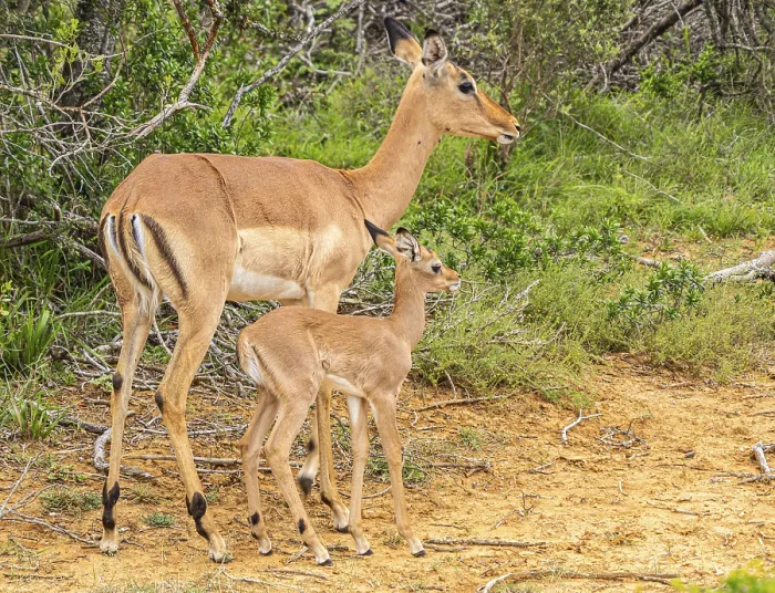 Framed Print : Young Impala learning from its mother in the South African wilderness Young Impala learning from its mother Framed Print : Young Impala learning from its mother in the South African wilderness Young Impala learning from its mother