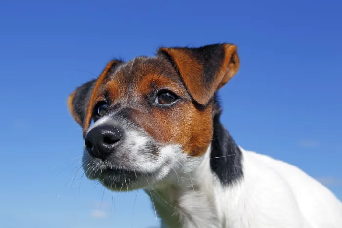 Framed Print : Young Jack Russell Terrier puppy Framed Print : Young Jack Russell Terrier puppy