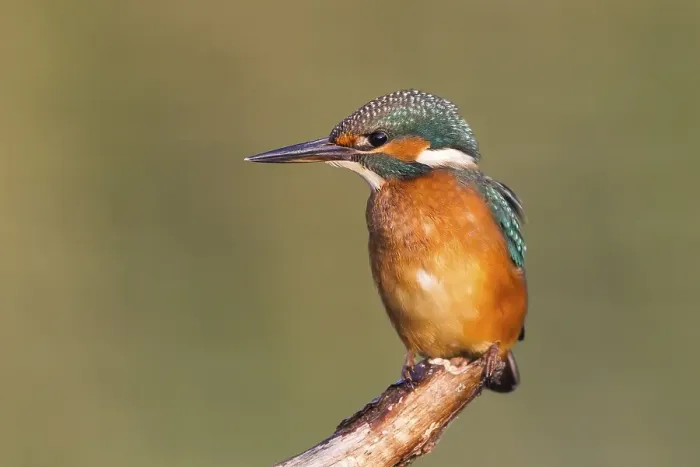 Framed Print : Young Kingfisher (Alcedo atthis) on perch