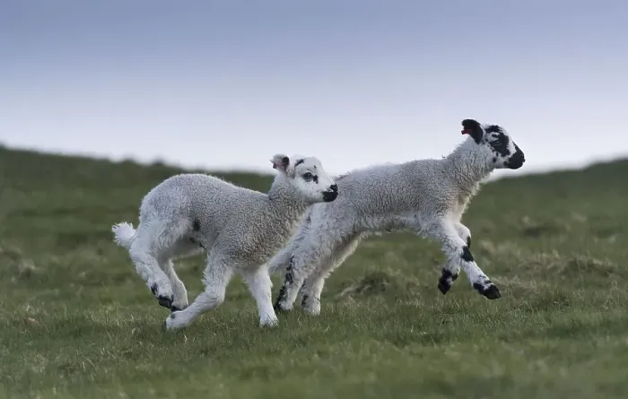 Framed Print : Young lambs running and jumping on a spring evening